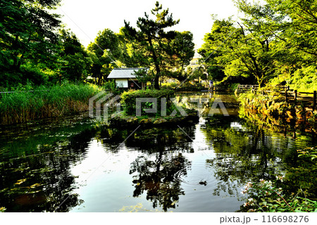 都心にある快適な空間　水車のある鍋島松濤公園の風景 116698276