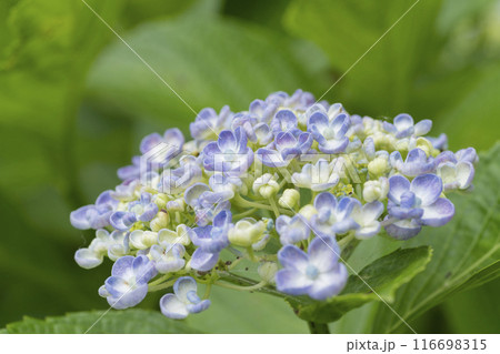 アジサイの花 アジサイの花 116698315