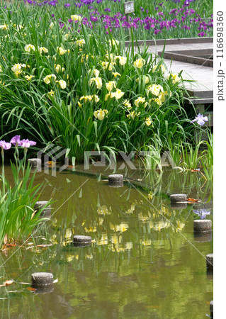 花菖蒲園にて 花菖蒲園にて 116698360
