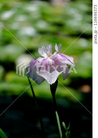 花菖蒲園にて 花菖蒲園にて 116698373