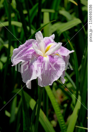 花菖蒲園にて 116698386