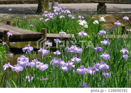花菖蒲園にて 116698392