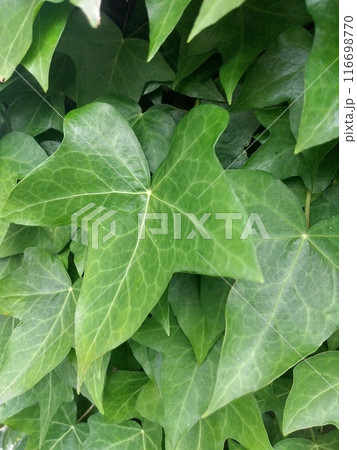 セイヨウキヅタのツタが這う壁 セイヨウキヅタのツタが這う壁 116698770