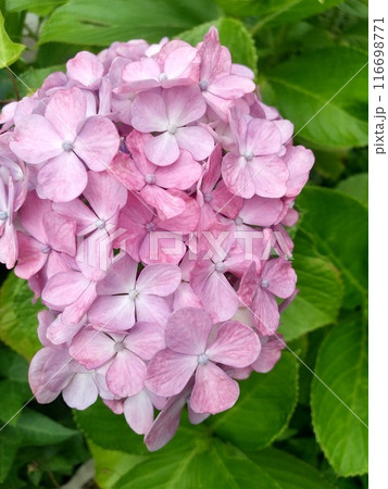 ピンク色に色づきつつある多くの装飾花を備えるアジサイの手毬咲きの花房をクローズアップで撮影した写真 116698771