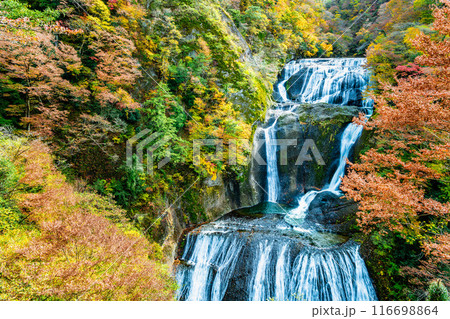 茨城 紅葉に染まる袋田の滝 茨城 紅葉に染まる袋田の滝 116698864