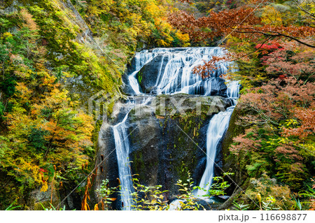 茨城 紅葉に染まる袋田の滝 116698877