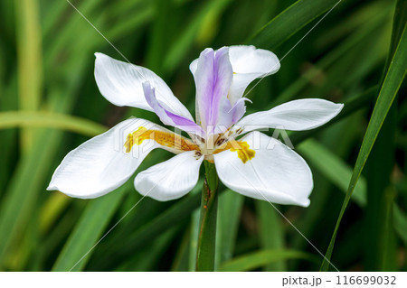 ディエテス・グランディロラの花は純白で清らかな植物 116699032