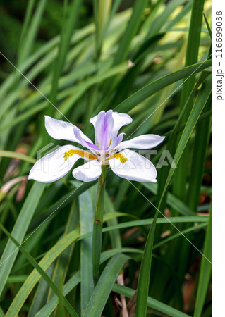 ディエテス・グランディロラの花は純白で清らかな植物 ディエテス・グランディロラの花は純白で清らかな植物 116699038