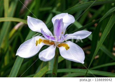 ディエテス・グランディロラの花は純白で清らかな植物 ディエテス・グランディロラの花は純白で清らかな植物 116699042