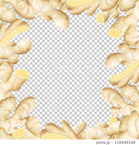Watercolor ginger roots square frame watercolor illustration isolated on white background in pastel beige colors for label and logo designs. Horseradish spicy vegetable template with copy space 116699186