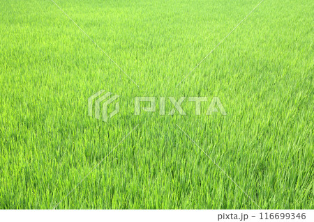 田園風景 116699346