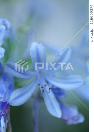 青いムラサキクンシランの花 116699374