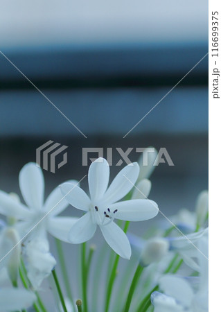 空に向かって咲く白いアガパンサスの花 116699375