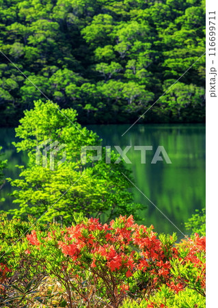 レンゲツツジ咲く新緑の赤城小沼 レンゲツツジ咲く新緑の赤城小沼 116699711