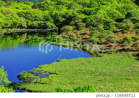 レンゲツツジ咲く新緑の覚満淵(鳥居峠より) レンゲツツジ咲く新緑の覚満淵(鳥居峠より) 116699712