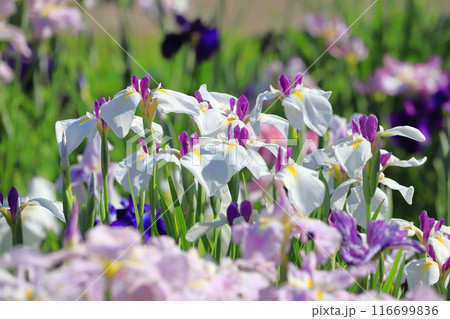 堀切菖蒲園 色とりどりの花菖蒲 堀切菖蒲園 色とりどりの花菖蒲 116699836