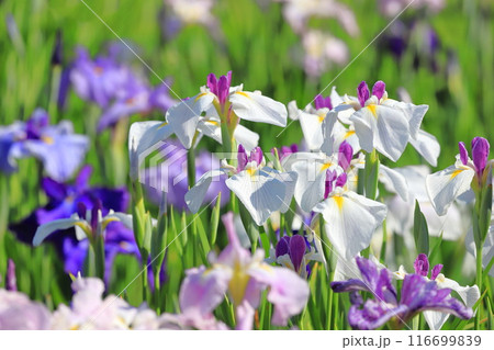 堀切菖蒲園 色とりどりの花菖蒲 堀切菖蒲園 色とりどりの花菖蒲 116699839