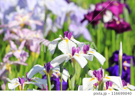 堀切菖蒲園 色とりどりの花菖蒲 堀切菖蒲園 色とりどりの花菖蒲 116699840