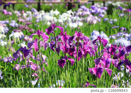 堀切菖蒲園 色とりどりの花菖蒲     堀切菖蒲園 色とりどりの花菖蒲     116699843