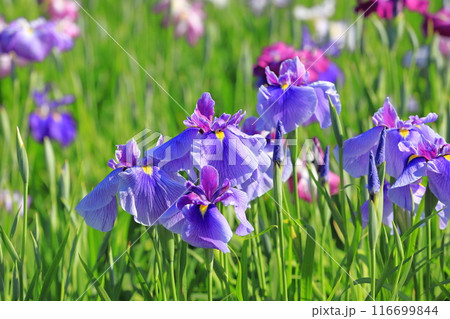 堀切菖蒲園 色とりどりの花菖蒲     堀切菖蒲園 色とりどりの花菖蒲     116699844