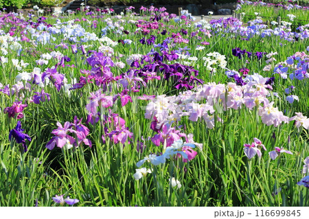 堀切菖蒲園 色とりどりの花菖蒲     堀切菖蒲園 色とりどりの花菖蒲     116699845