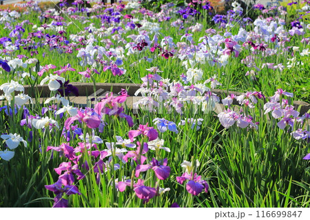 堀切菖蒲園　色とりどりの花菖蒲　　　　 116699847