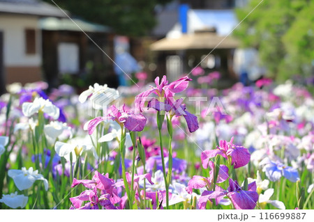 堀切菖蒲園　色とりどりの花菖蒲　　　　 116699887