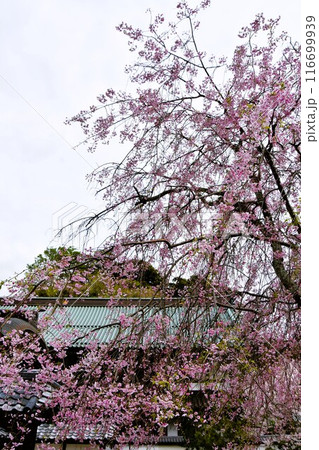 桜咲く鎌倉建長寺 116699939