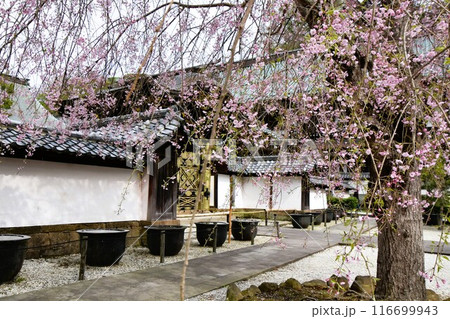 桜咲く鎌倉建長寺唐門 桜咲く鎌倉建長寺唐門 116699943