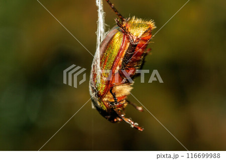 蜘蛛の糸に絡んで動けなくなったカナブン 蜘蛛の糸に絡んで動けなくなったカナブン 116699988