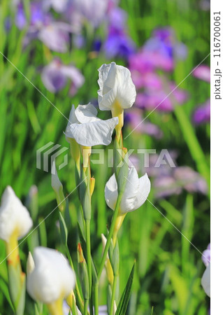 堀切菖蒲園 白い花の「白竜の爪」 堀切菖蒲園 白い花の「白竜の爪」 116700061