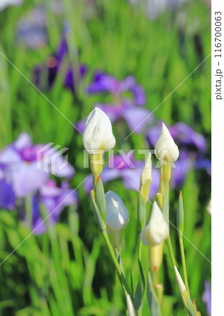 堀切菖蒲園 白い花の「白竜の爪」 堀切菖蒲園 白い花の「白竜の爪」 116700063