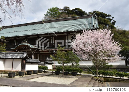 桜咲く鎌倉建長寺　大庫裏 116700198