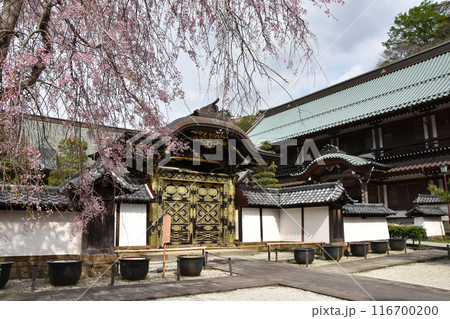 桜咲く鎌倉建長寺　唐門 116700200