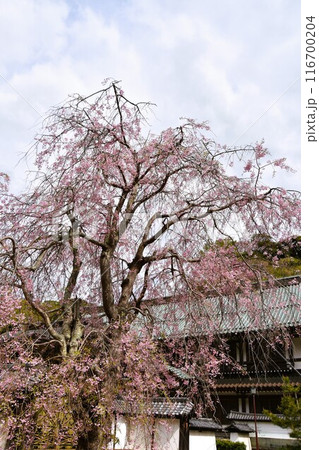 桜咲く鎌倉建長寺　大庫裏 116700204