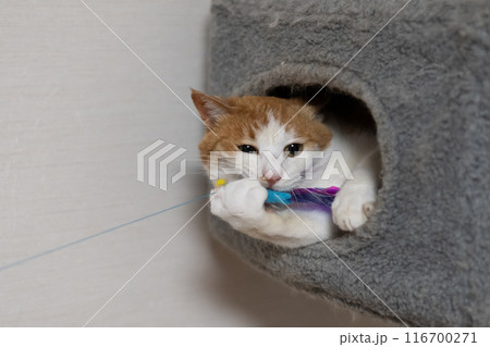 おもちゃで遊ぶ猫　茶トラ白 116700271