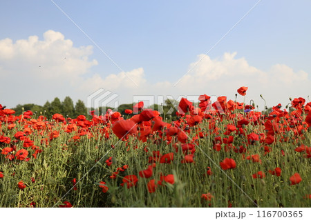 Korean Poppy Flower Garden 116700365