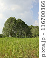 Summer Scenery in Korea 116700366