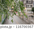 Summer Rain Scenery in Korea 116700367