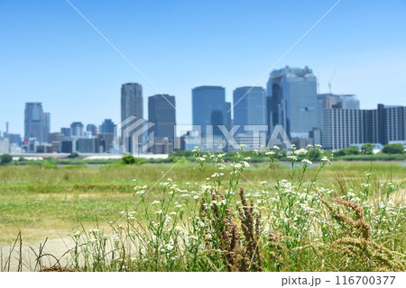 淀川河川敷より望む大阪の都市風景 116700377