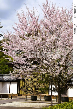 桜咲く鎌倉建長寺　唐門 116700416