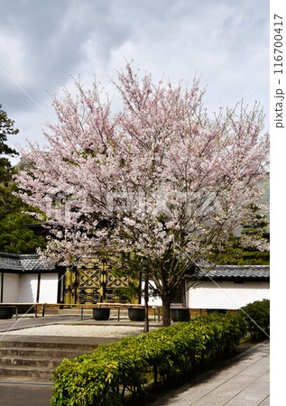 桜咲く鎌倉建長寺　唐門 116700417