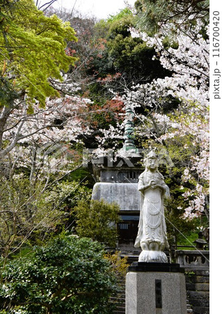 桜咲く鎌倉建長寺の曙観音 116700420