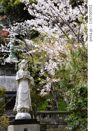 桜咲く鎌倉建長寺の曙観音 桜咲く鎌倉建長寺の曙観音 116700501