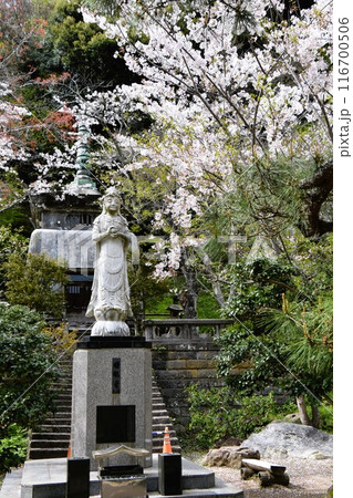 桜咲く鎌倉建長寺の曙観音 桜咲く鎌倉建長寺の曙観音 116700506