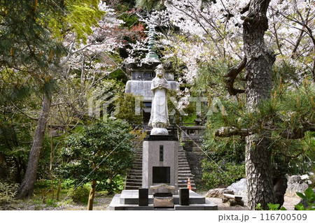 桜咲く鎌倉建長寺の曙観音 桜咲く鎌倉建長寺の曙観音 116700509