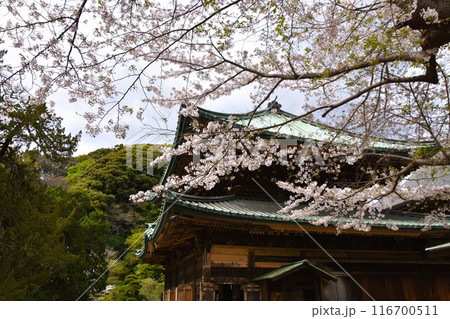 桜咲く鎌倉建長寺 116700511