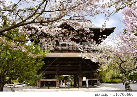 桜咲く鎌倉建長寺 桜咲く鎌倉建長寺 116700660