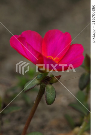 赤いマツバボタンの花 赤いマツバボタンの花 116700860