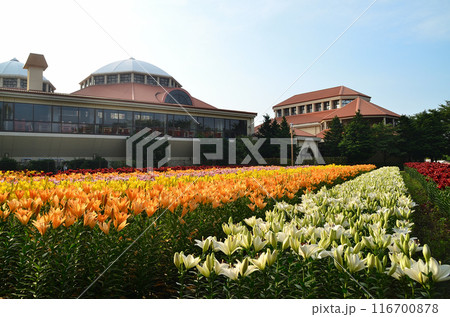 埼玉県深谷市アクアパラダイスパティオ　朝咲き誇る美しい百合 116700878